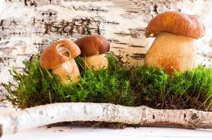 autumn stylized composition of white mushrooms on the background of birch bark. photo