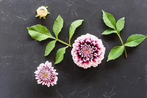 floral arrangement of the head and buds of purple dahlia with green leaves. top view. photo