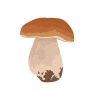 hongo porcini aislado en el fondo blanco. ilustración vectorial, pasos 10 vector