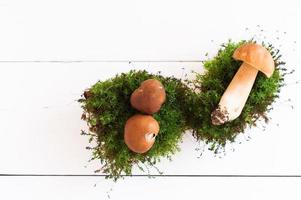 three white mushrooms in moss against the background of a white wooden table. top view. photo