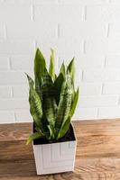 green sansevieria in a white ceramic pot on a wooden table against a white brick wall. a fashion trend in the home interior. photo