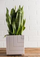 green sansevieria in a white ceramic pot on a wooden table against a white brick wall. a fashion trend in the home interior. photo