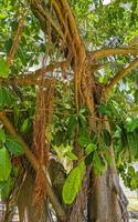 Huge beautiful Ficus maxima Fig tree Playa del Carmen Mexico. photo