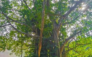 enorme hermoso ficus maxima higuera playa del carmen mexico. foto