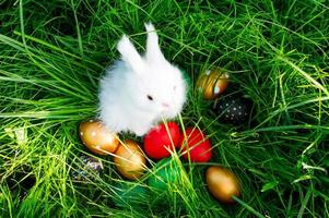 a toy white fluffy bunny sits in the green grass with colorful painted eggs. a tradition on the Easter holiday. rabbit search by children. photo