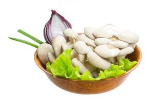 Fresh Fungus in a bowl on white background photo