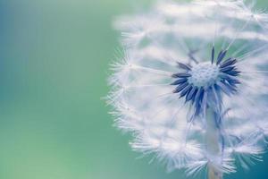 Closeup of dandelion with blurred background, artistic nature closeup. Spring summer meadow field banner. Beautiful relaxing macro photo, sunny spring summer nature flora. Artistic natural texture photo