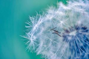 Closeup of dandelion with blurred background, artistic nature closeup. Spring summer meadow field banner. Beautiful relaxing macro photo, sunny spring summer nature flora. Artistic natural texture photo