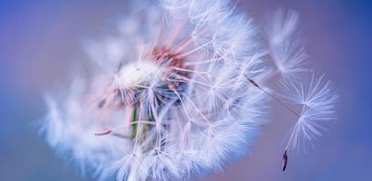 Closeup of dandelion with blurred background, artistic nature closeup. Spring summer meadow field banner. Beautiful relaxing macro photo, sunny spring summer nature flora. Artistic natural texture photo