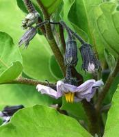 Blooming eggplant in the garden photo