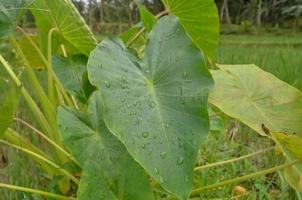 gotas de agua de enfoque suave en la hoja de taro foto