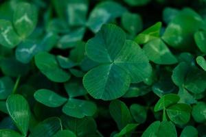 Close-up of green clover leaves. Abstract natural soft background with copy space, top view. Lucky Irish Four Leaf Clover for St. Patricks Day holiday symbol, with three-leaved shamrocks. photo