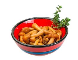 Armillaria in a bowl on white background photo