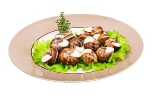 Escargot on the plate and white background photo