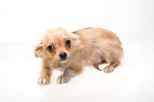 Toy terrier on white background photo