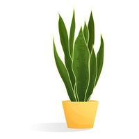 Cartoon plant in pot. Sansevieria. Isolated vector illustration