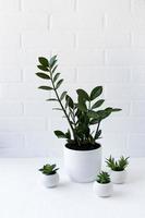 potted houseplants on a table against a white brick wall. Mini-Interior Terrier concept. photo