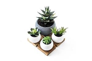 evergreen succulents and a cactus in keraic pots on a wooden podium on a white background with a copy of the space. photo