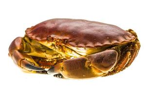 Raw crab on white background photo