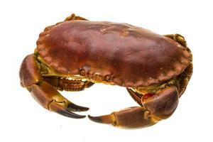 Raw crab on white background photo