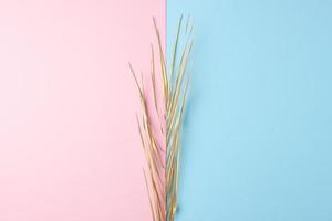 Tropical natural background with palm leaf on pink and blue. Flat lay, copy space photo