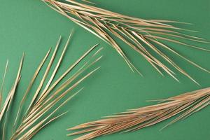 Tropical natural background with palm leaf on green. Flat lay photo