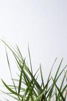 Tropical background with palm leaf on white. Close up, copy space photo