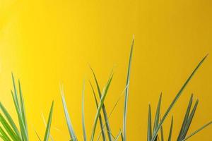 Tropical background with palm leaf on yellow. Close up, copy space photo