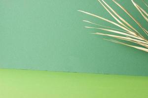 Tropical background with palm leaf on green. Close up, copy space photo