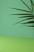 Tropical background with palm leaf on green. Close up, copy space photo