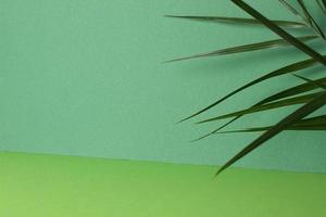 Tropical background with palm leaf on green. Close up, copy space photo