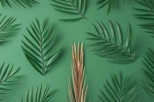 Tropical background with palm leaf on green. Flat lay, copy space photo