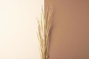 Tropical natural background with palm leaf on pastel beige and brown. Flat lay, copy space photo