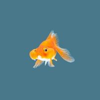 Goldfish isolated on blue background photo