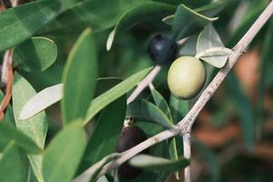 bayas de aceitunas de italia en una rama de árbol con hojas verdes, bayas de aceite de oliva verde de españa, planta de fruta de aceitunas de grecia orgánica, primer plano, fondo. foto