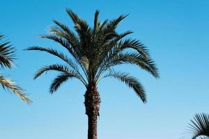 Tropic palm tree on the summer beach in the wind against the blue sky, exotic palms trees, background, coconut tree plant in the summer on the island, tropical palms. photo