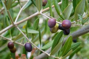 planta de fruta de aceitunas orgánicas de grecia, primer plano, fondo, baya de aceite de oliva verde de españa, bayas de aceitunas de italia en una rama de árbol con hojas verdes. foto