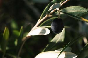 Black oil olive on the branch closeup, fresh olives plant, ripe olive leaf, foliage of the evergreen tree with fruits outdoor, nature background. photo