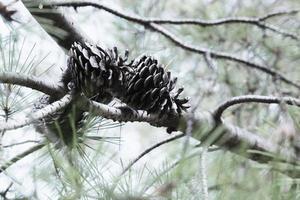 Fir cone up view, pine tree cones on the branch outdoor, fir plant with cone, nature details, evergreen, organic background, needle-leaved spruce in the forest. photo