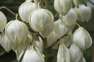 Blossom white yucca flowers, beautiful palm lily bud, closeup, evergreen agave petals outdoor, plant flowers in the garden, decorative palm tree flowers, background. photo