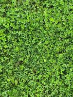 Background of Green Grass with Rain Droplets on Leaves photo