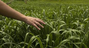 Panoramic of Hand on corn plant while walking in the field. photo