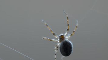 Spider Garden spider Araneus weaves a web video