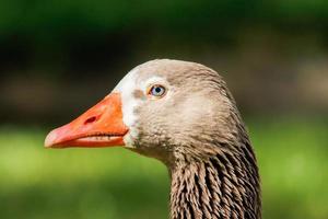 Rio de Janeiro, RJ, Brazil, 2022 - Close up of a duck at Passeio Publico Park, downtown Rio de Janeiro photo