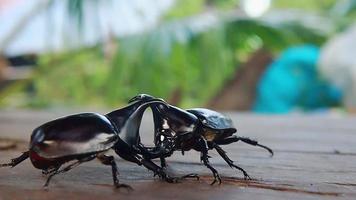 el escarabajo ciervo está luchando en la naturaleza video