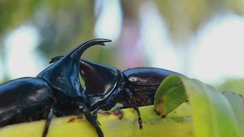 les coléoptères se battent dans la nature video