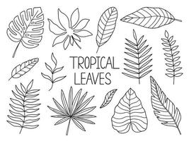 Hand drawn tropical leaves doodle. Monstera and palm leaves in sketch style. Vector illustration