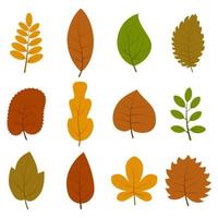 Set of twelve different autumn leaves isolated on white background. Vector illustration.