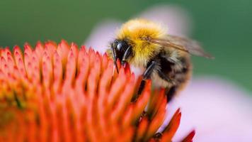 Bumblebee collects nectar on a pink Echinacea flower, slow motion video