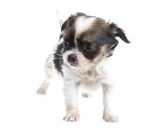 Chihuahua on white photo